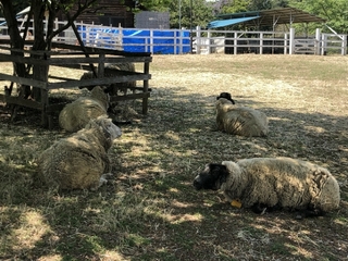 20180520220418675.jpg